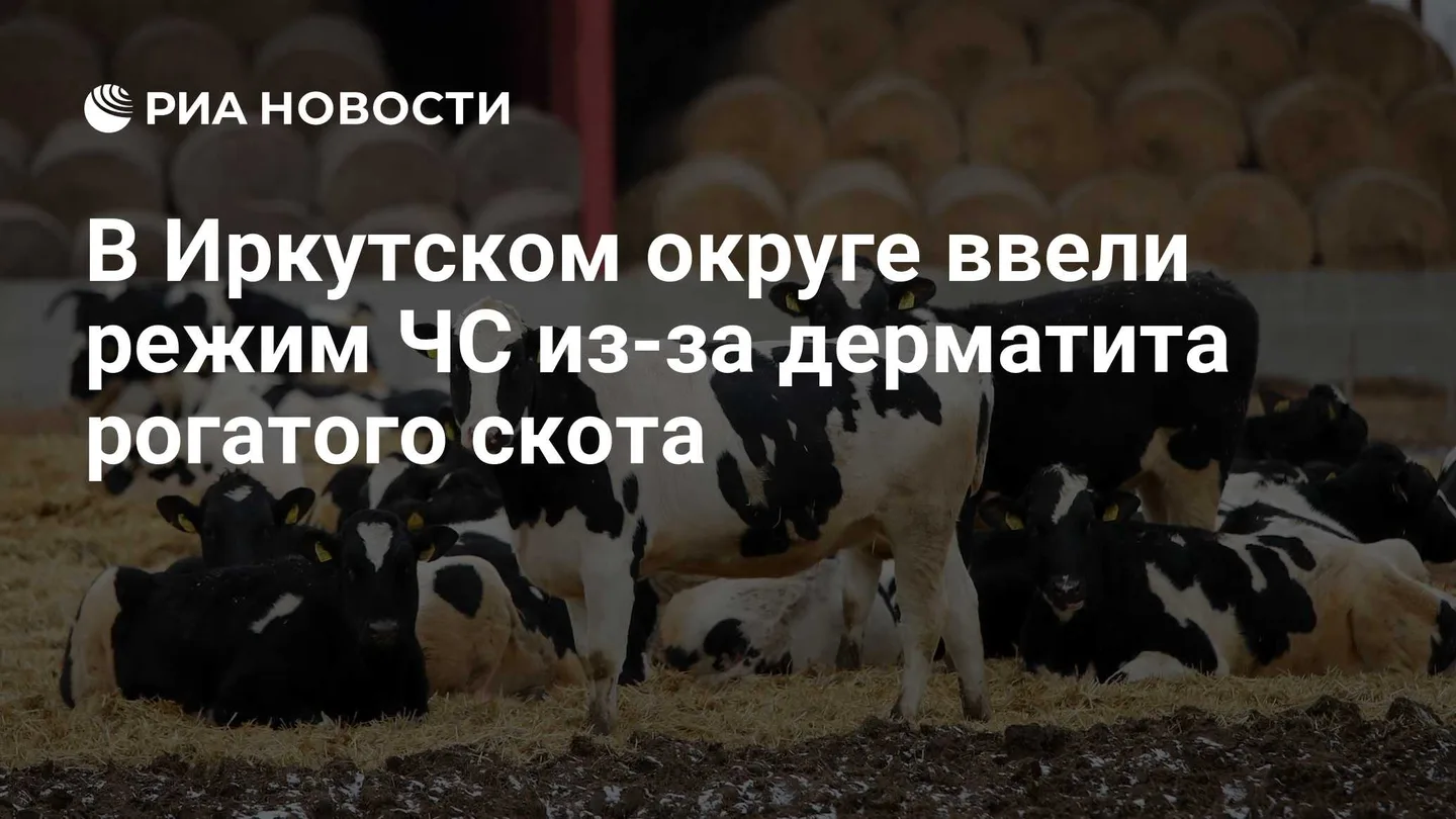 В Иркутском округе ввели режим ЧС из-за дерматита рогатого скота