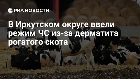 В Иркутском округе ввели режим ЧС из-за дерматита рогатого скота
